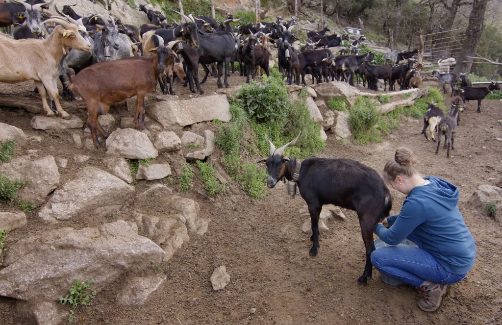 Un queso que cuenta la historia de un territorio y de su conservación